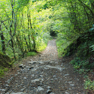 Verso il bosco di castagni